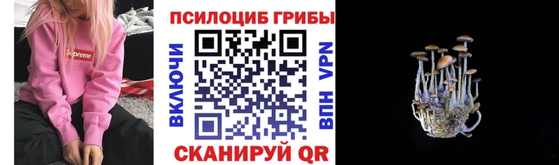 Псилоцибиновые грибы Psilocybe  где можно купить наркотик  Сертолово 